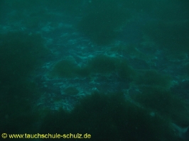 Abtauchen 2009 in Nordhausen