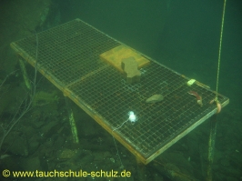 Antauchen 2009 in Ammelshain