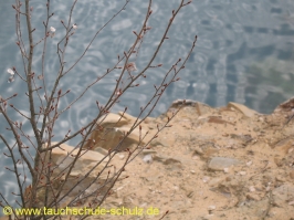 Antauchen Pretzien 2010