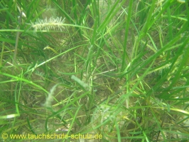 Brunsnaestour 10.-13.06.2011