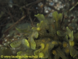 Brunsnaestour 10.-13.06.2011