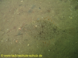 Brunsnaestour 10.-13.06.2011