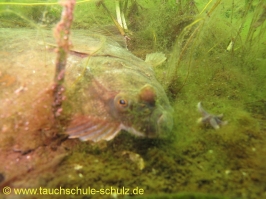 Brunsnaestour 10.-13.06.2011