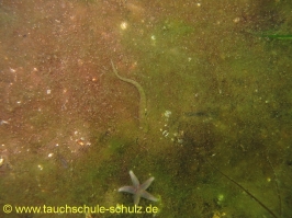 Brunsnaestour 10.-13.06.2011