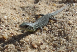 Pretzien 10.-12.08.2012_2