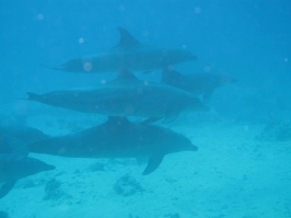 Eindrücke der Tauchsafari_6