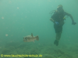 Thailand 02.03.2013 Hausreef