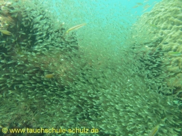 Thailand 02.03.2013 Hausreef