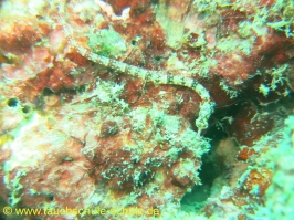 Thailand 02.03.2013 Hausreef