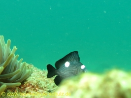 Thailand 02.03.2013 Hausreef