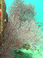 Thailand 02.03.2013 Hausreef