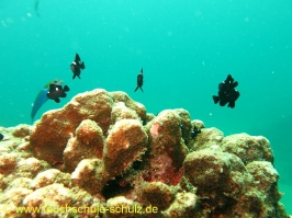 Thailand 02.03.2013 Hausreef