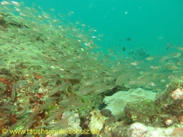 Thailand 02.03.2013 Hausreef