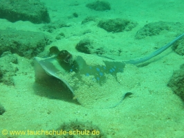 Thailand 02.03.2013 Hausreef