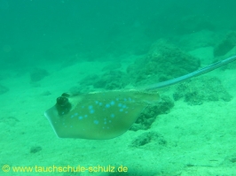 Thailand 02.03.2013 Hausreef