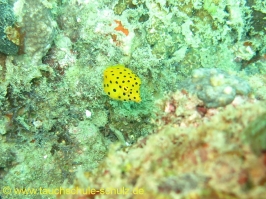 Thailand 07.03.2013 Hausreef Dive