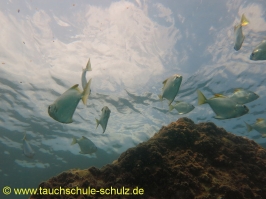 Thailand 07.03.2013 Hausreef Dive