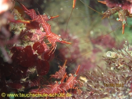 Thailand www.aqua-divers.de