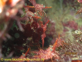 Thailand www.aqua-divers.de