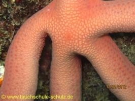 Thailand www.aqua-divers.de