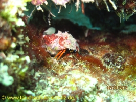 Thailand www.aqua-divers.de