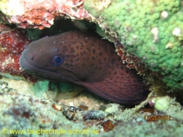 Thailand www.aqua-divers.de