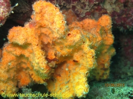 Thailand www.aqua-divers.de