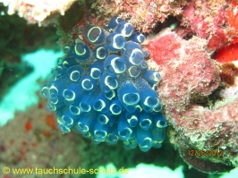 Thailand www.aqua-divers.de