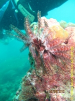 Thailand www.aqua-divers.de