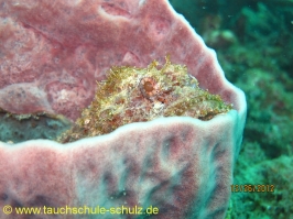 Thailand www.aqua-divers.de