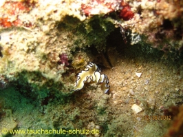 Thailand www.aqua-divers.de